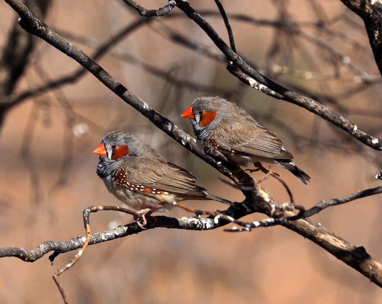 image Zebra Finch
